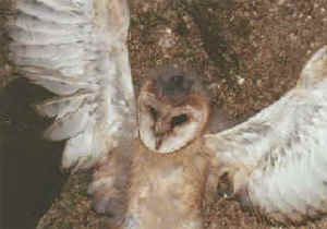 mighty owl gallary
